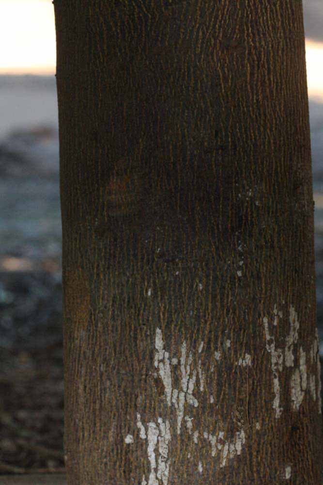            Bark (Jaffa, Riverside, CA)   